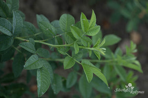 "Rosa arnoldiana khirghisia/Loubert collection"