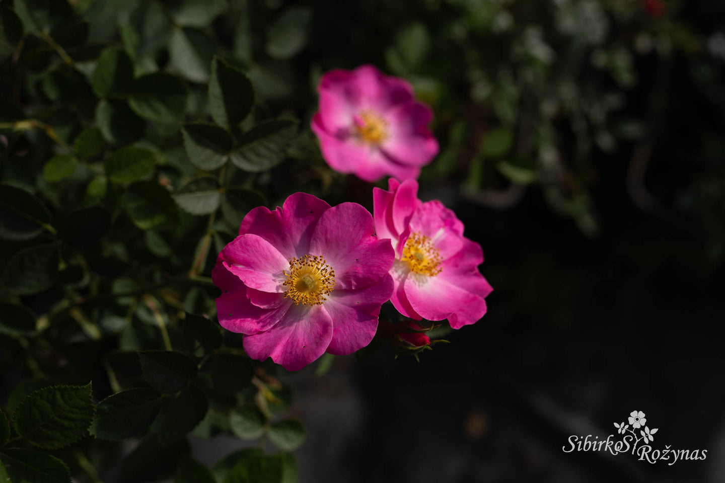 Rosa rubiginosa 'Amy Robsart'