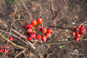 "Rosa arnoldiana khirghisia/Loubert collection"