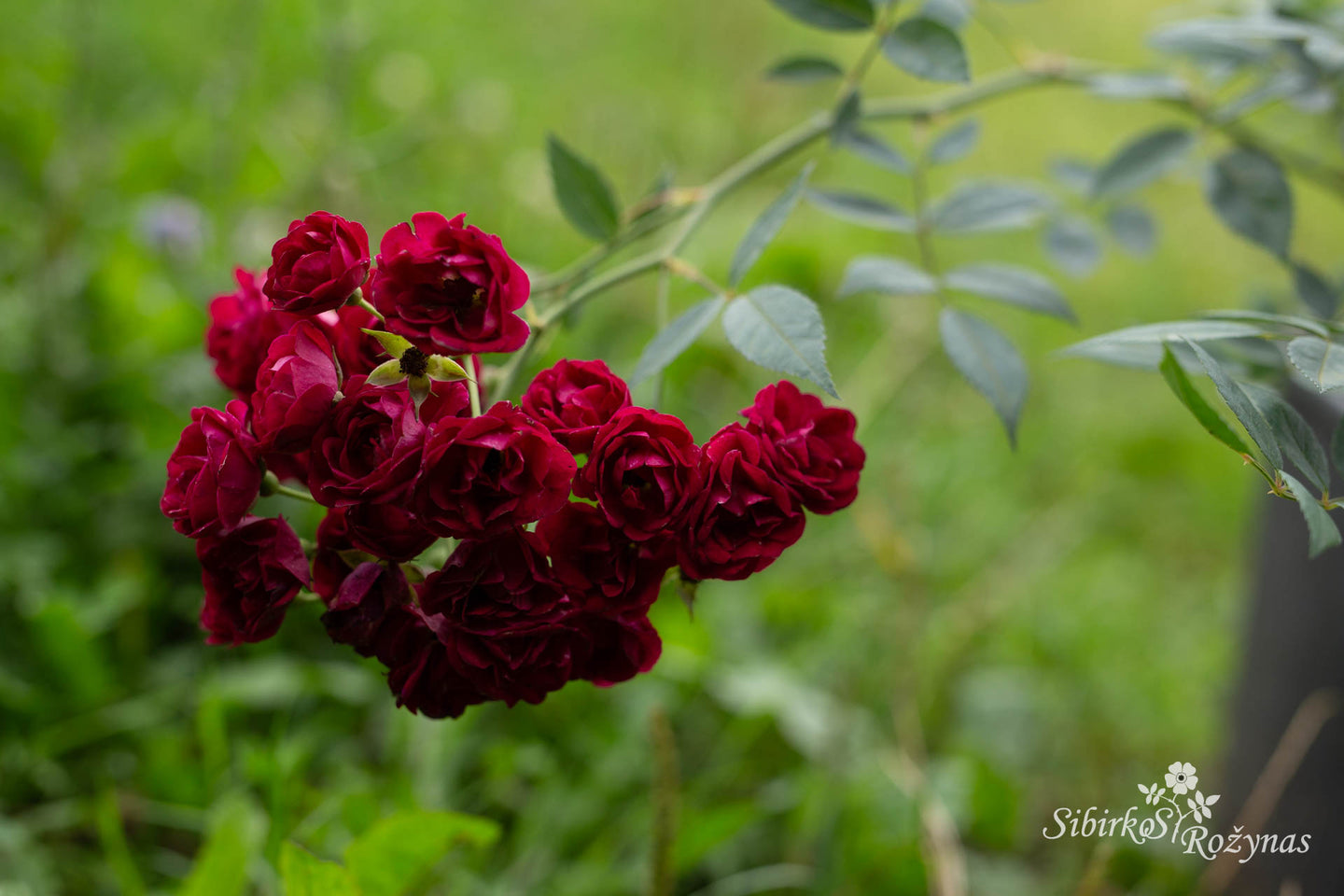 Perennial Red Domino