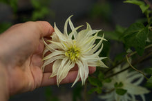 Load image into Gallery viewer, Clematis &#39;Lemon Dream&#39;