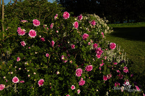 Rosa roxburghii Plena