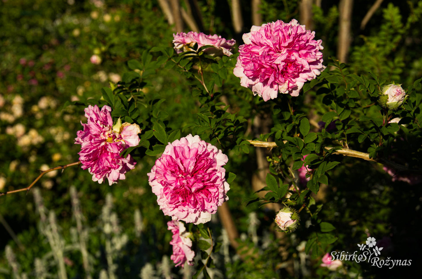 Rosa roxburghii Plena