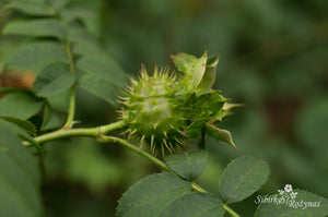 Rosa roxburghii