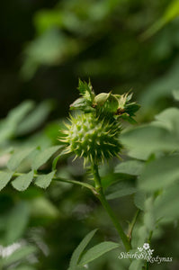 Rosa roxburghii