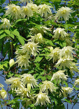 Load image into Gallery viewer, Clematis &#39;Lemon Dream&#39;