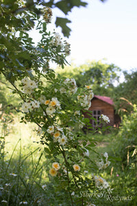 Rosa helenae 'Semiplena'